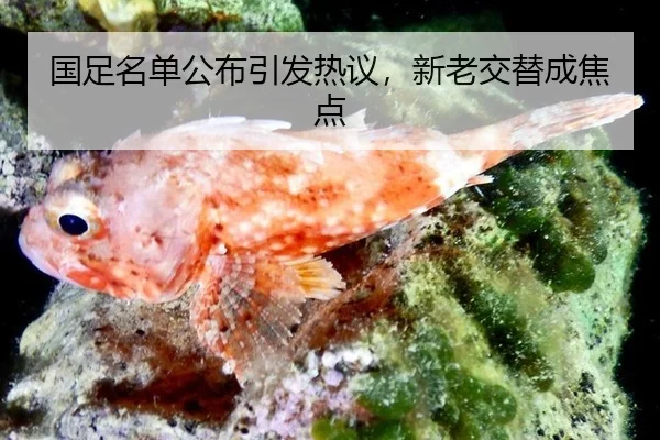 国足名单公布引发热议，新老交替成焦点